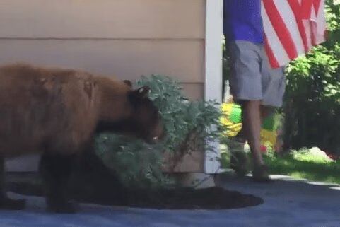 Man and Bear Scare Each Other (VIDEO)