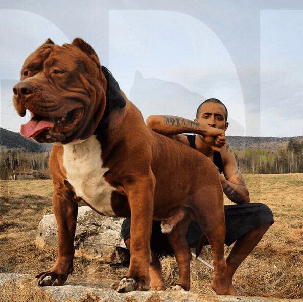 Meet Hulk, the World's Largest Pit Bull Puppy, at 180 pounds (VIDEO) 01