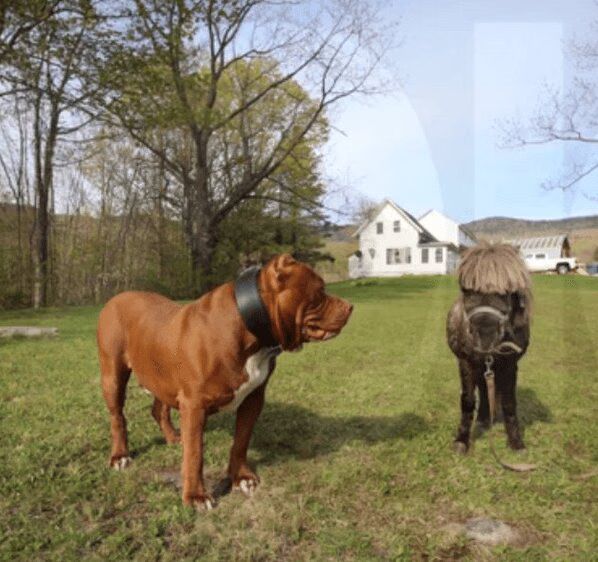 Meet Hulk, the World's Largest Pit Bull Puppy, at 180 pounds (VIDEO) 02