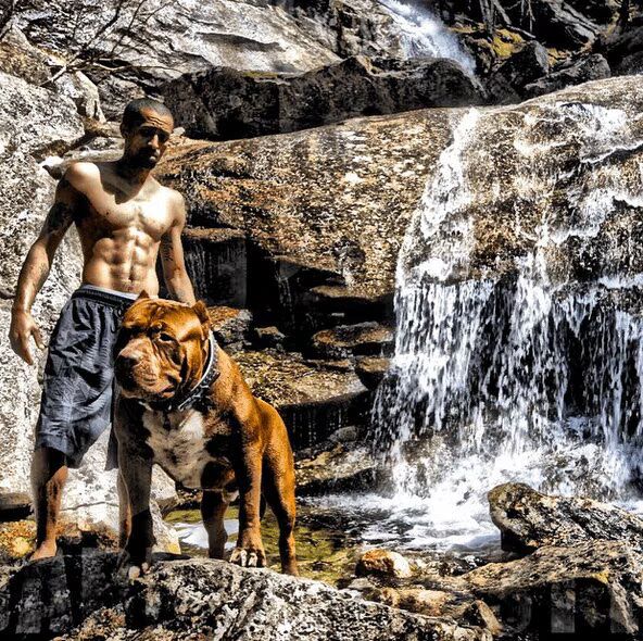 Meet Hulk, the World's Largest Pit Bull Puppy, at 180 pounds (VIDEO) 03
