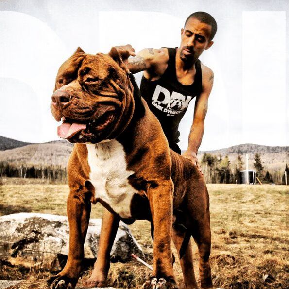 Meet Hulk, the World's Largest Pit Bull Puppy, at 180 pounds (VIDEO) 04