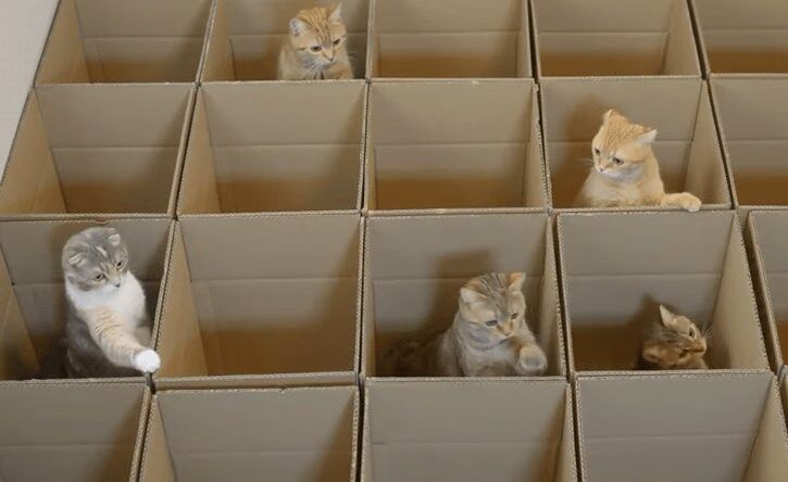 Nine Cats In Cardboard Boxes