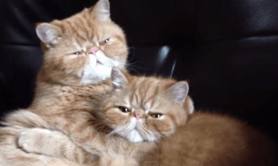 Persian Cat Tries To Bite Off Brother's Face With Love (VIDEO)