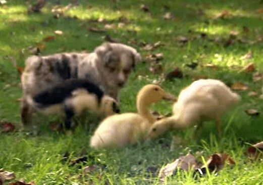 Puppies Learning How To Herd Ducklings - Too Cute! (VIDEO)