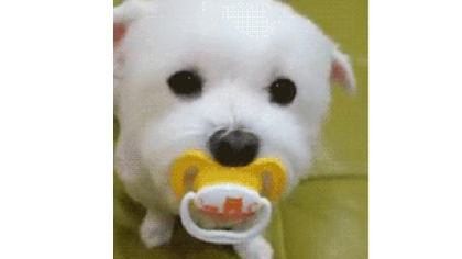 Puppy with Pacifier