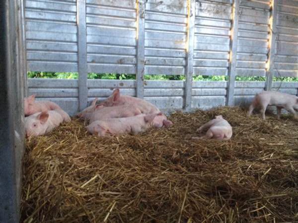 2,200 Baby Pigs Escape After Truck Crashes on Ohio Highway (VIDEO)