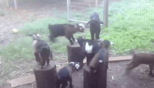 Adorable Baby Goats Play Musical Chairs (VIDEO)