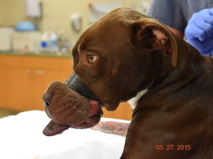 Charleston Humane Society