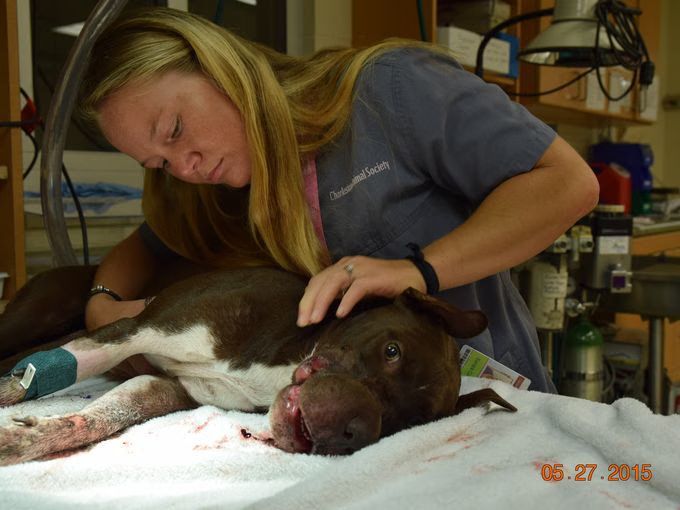 Charleston Humane Society
