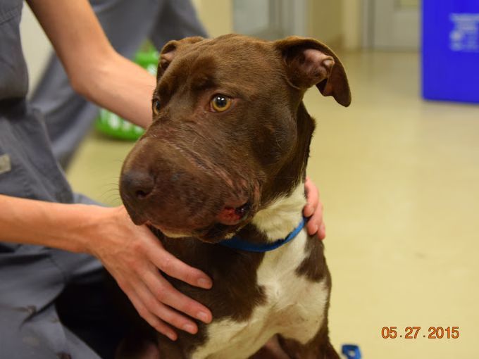 Charleston Humane Society
