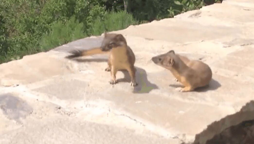 Baby Ferrets Following Mom (VIDEO)