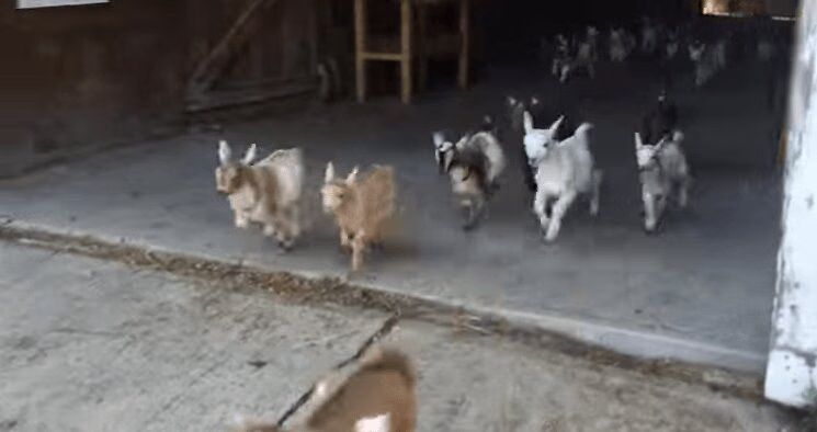 Baby Goat Stampede Is The Cutest Stampede Ever (VIDEO)
