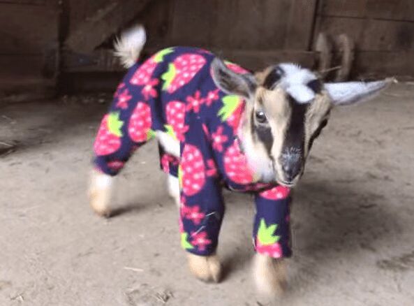 Baby Goats In Pajamas Are Everything Right Now (VIDEO)