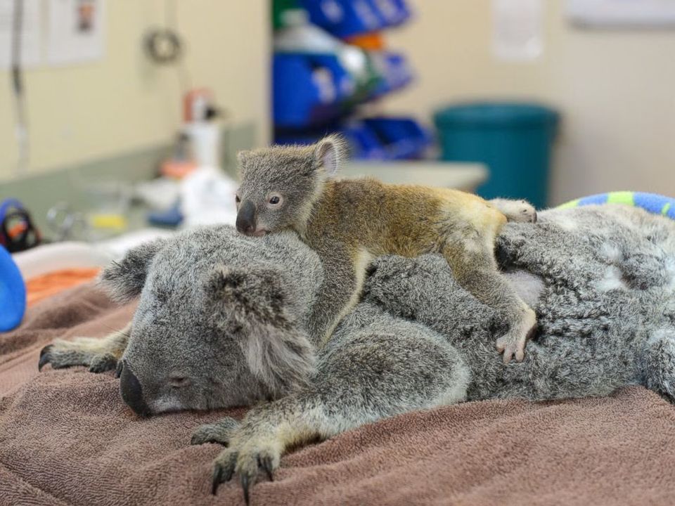 Australia Zoo
