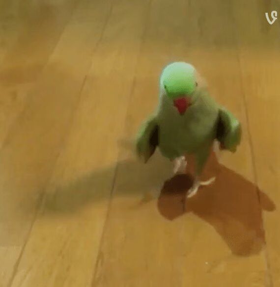 Birdyonce just gave Beyonce a run for her money (VIDEO)