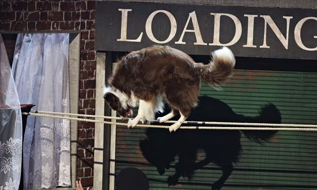 'Dog Stunt Double' Outrages Fans of Britain's Got Talent