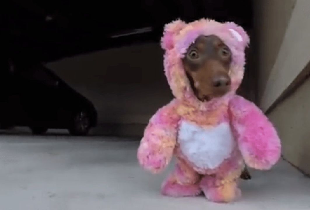 DoxieBear Dachshunds are Taking Over (VIDEO)