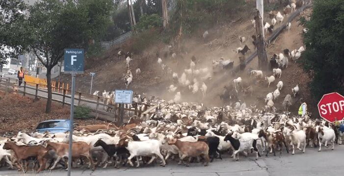 Goat Avalanche! (VIDEO)