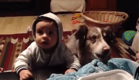 Hungry Dog Talks To Its Humans... Mama