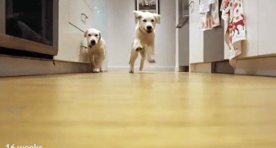 Puppies' Epic Run For Dinner Captured in 9-Month Timelapse (VIDEO)