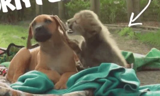 Puppy and Cheatah Cub BFFs will make you smile (VIDEO)