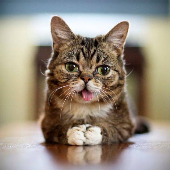 Science Proves Viewing Cat Videos Is Really Good For You
