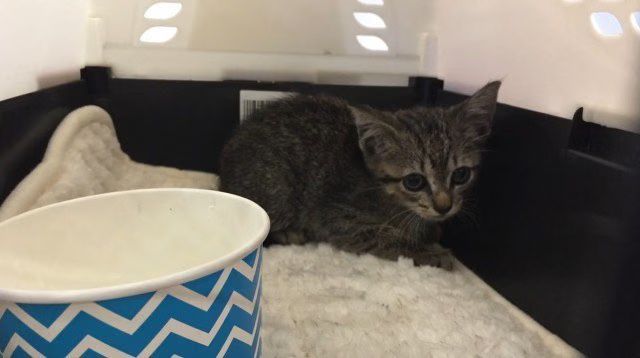 Tesla Kitten Living In A Tesla Model S Should Come With Every Tesla (VIDEO)