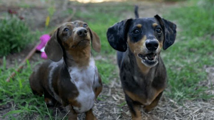 Trailer for 'Jurassic Weenie'- 'Jurassic World' but with Wiener Dogs (VIDEO)