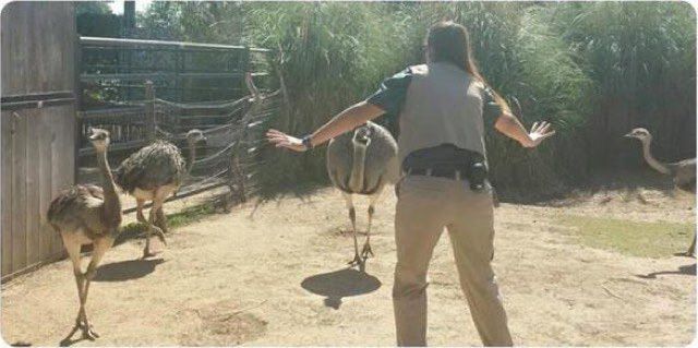 Zookeepers pose as Chris Pratt in 'Jurassic World' (PHOTOS) 01