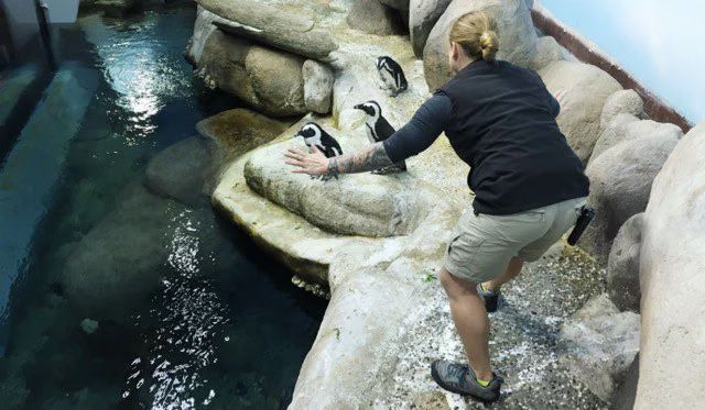 Zookeepers pose as Chris Pratt in 'Jurassic World' (PHOTOS) 02