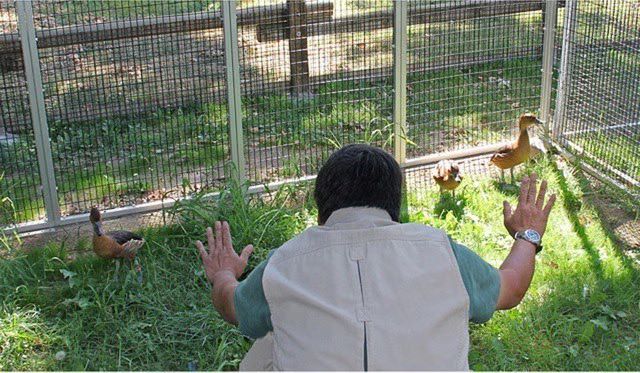 Zookeepers pose as Chris Pratt in 'Jurassic World' (PHOTOS) 03