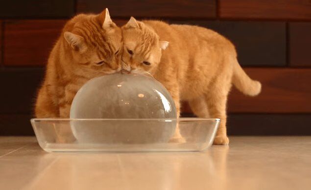 10 Adorable Cats Licking An Ice Ball (VIDEO)