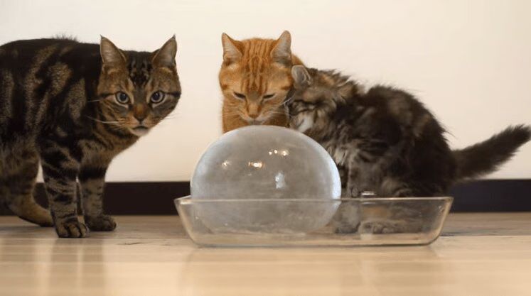 10 Adorable Cats Licking An Ice Ball