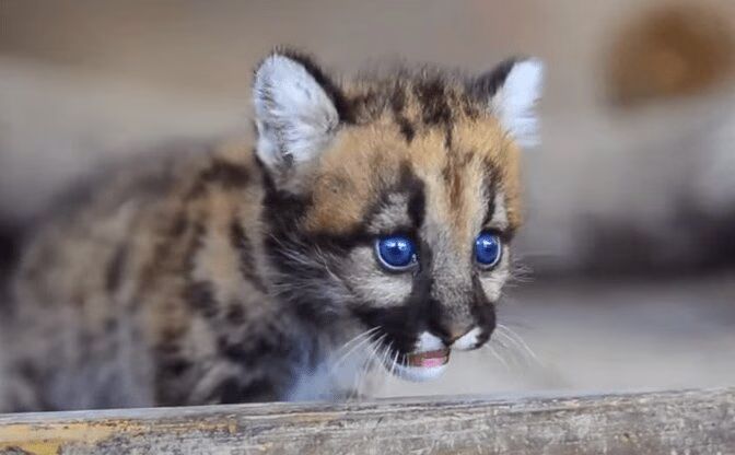 Adorable Baby Cougars with Blue Eyes Arrive at Zoo (VIDEO)
