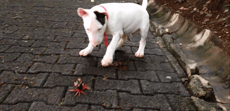 Adorable Dog vs. Curious Crab Is the Cutest Fight of the Century (VIDEO)