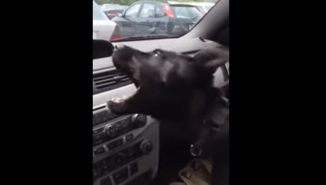 Adorable Puppy Experiences Air Conditioning For First Time (VIDEO)