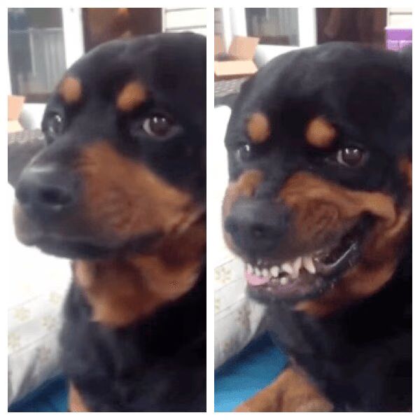 Adroable Puppy Mean Face