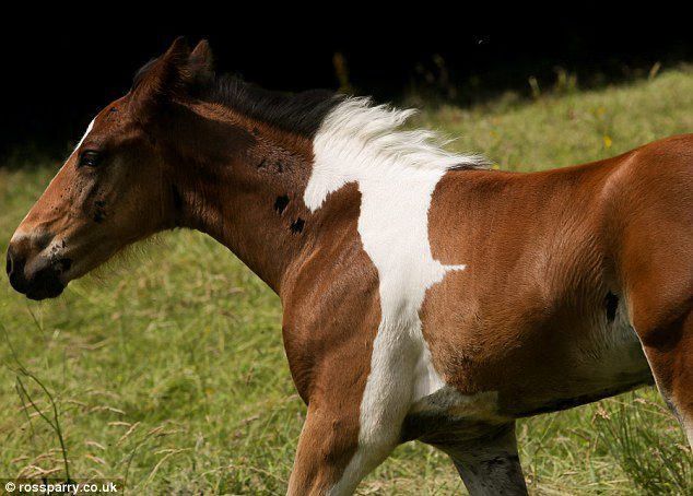 Baby Horse With 'Baby Horse Birthmark' Sparks Internet Frenzy