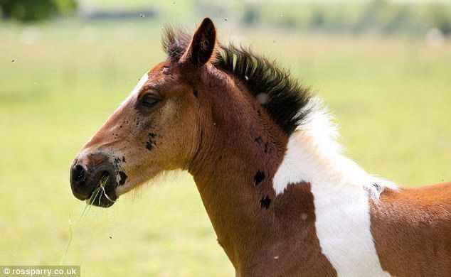 Baby Horse With Baby Horse Birthmark