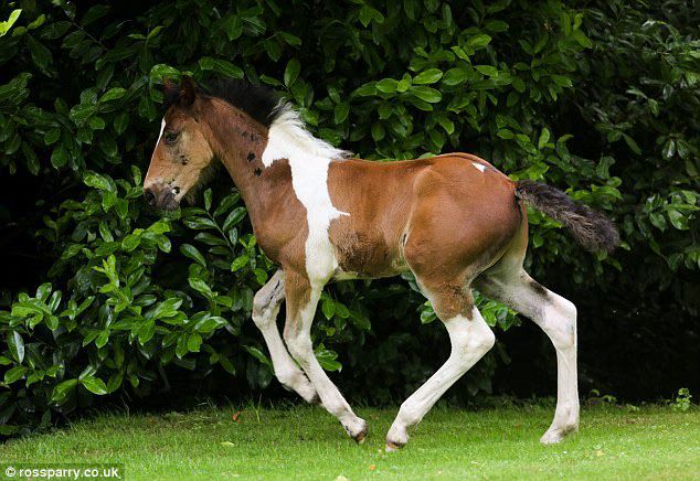 Baby Horse With 'Baby Horse Birthmark'