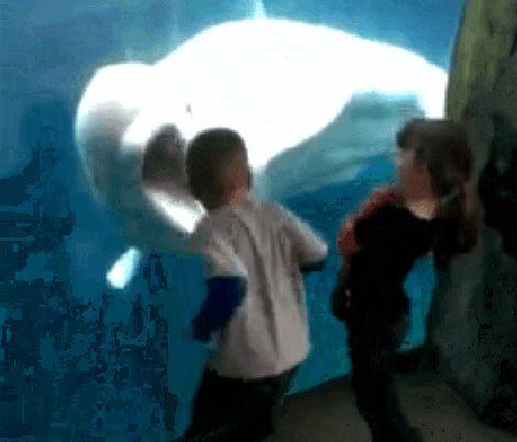 Beluga Whale Is Scaring Kids For Fun In Connecticut (VIDEO)