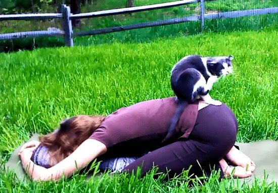 Best of Cats and Dogs Interrupting Yoga - Too Cute! (VIDEO)