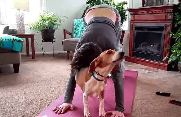 Best of Cats and Dogs Interrupting Yoga