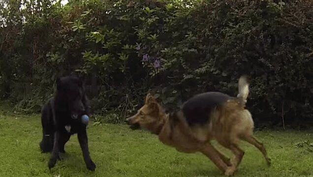 Best of Dogs Failing at Being Dogs - Hilarious (VIDEO)