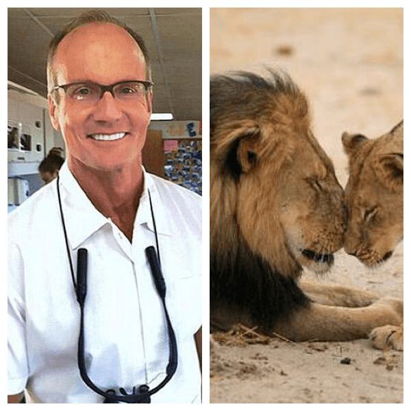 Dentist Drilled For Killing Cecil The Lion, Internet Seeks Justice