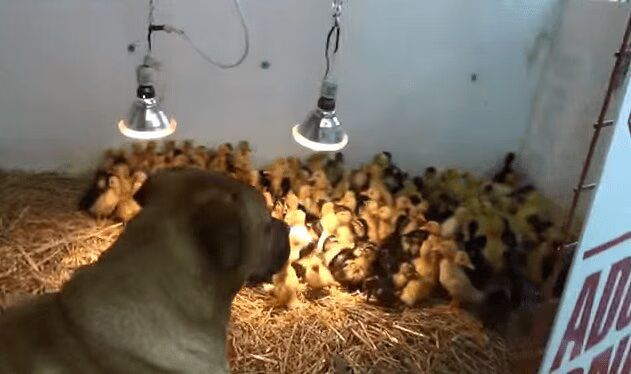 Dog Guards 200 Baby Ducks – So Sweet (VIDEO)