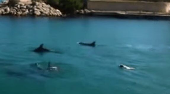 Dog Swimming with Dolphins and It's Amazing! (VIDEO)