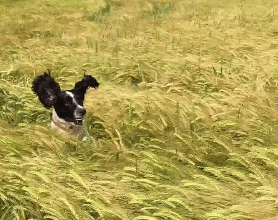 Dogs Adorably Jumping In Wheat Fields - Too Cute! (VIDEO)