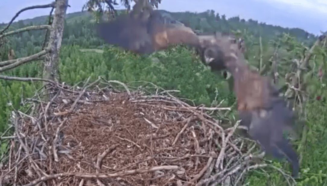 Eagle Crash Lands On Nest, Hilarity Ensues (VIDEO)