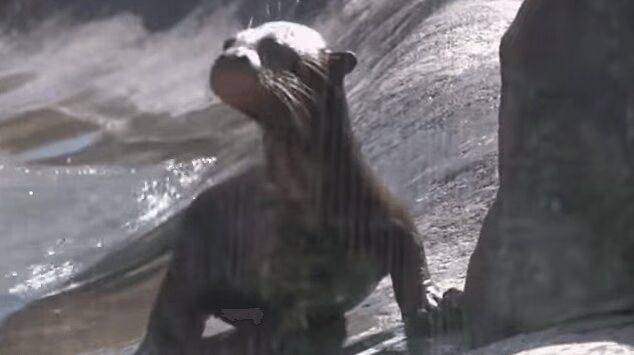 Endangered Otter Pups Make Adorable Debut At LA Zoo (VIDEO)